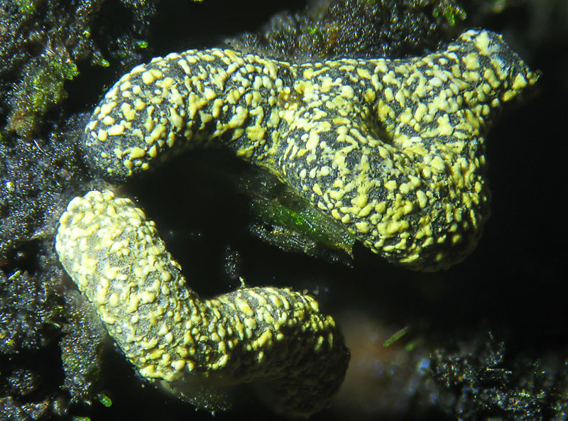 Physarum decipiens